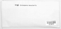 Cytospora macularis image